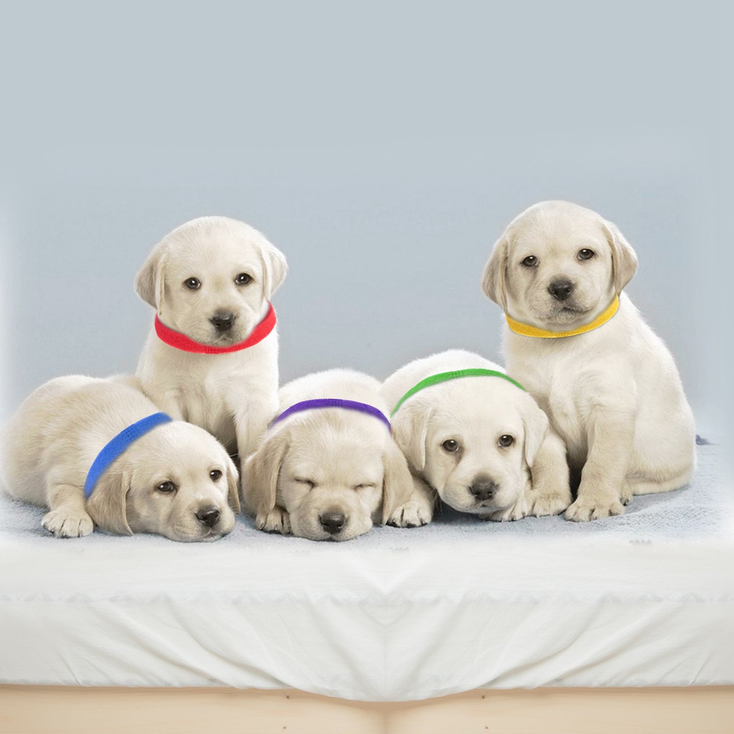 Whelping Puppy ID Collars 12-Pack Adjustable Identification Bands