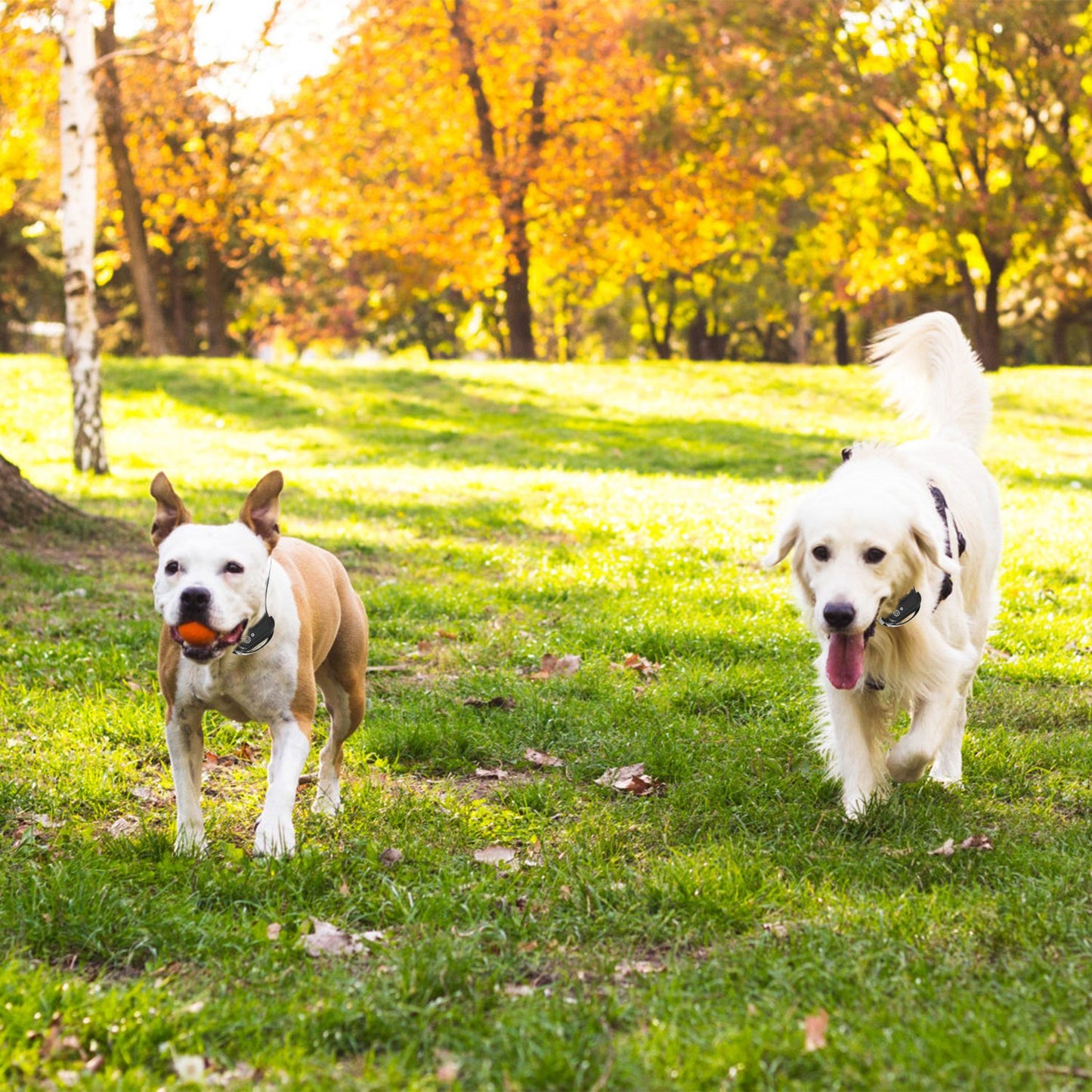 Wireless Electric Dog Fence System with Training Collar