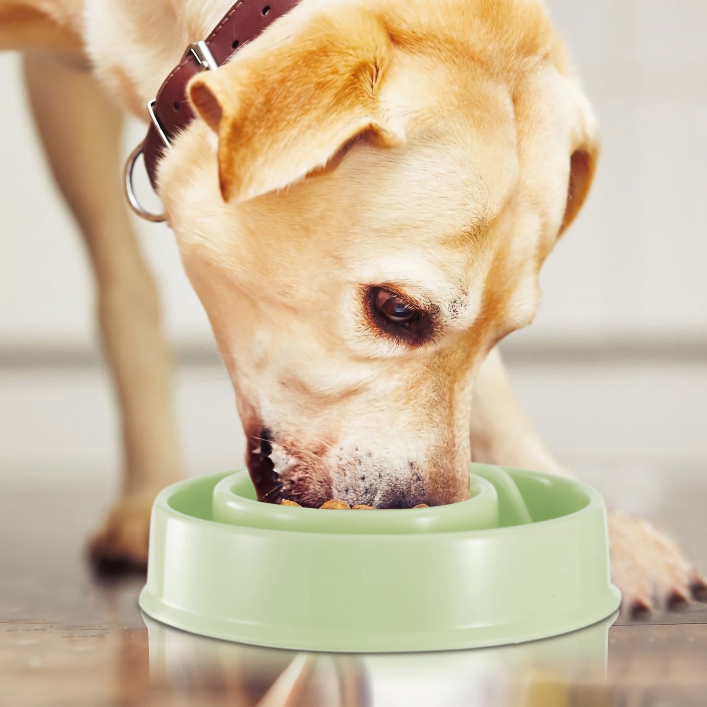 Slow Feeder Dog Bowl with Maze Design for Small & Medium Dogs