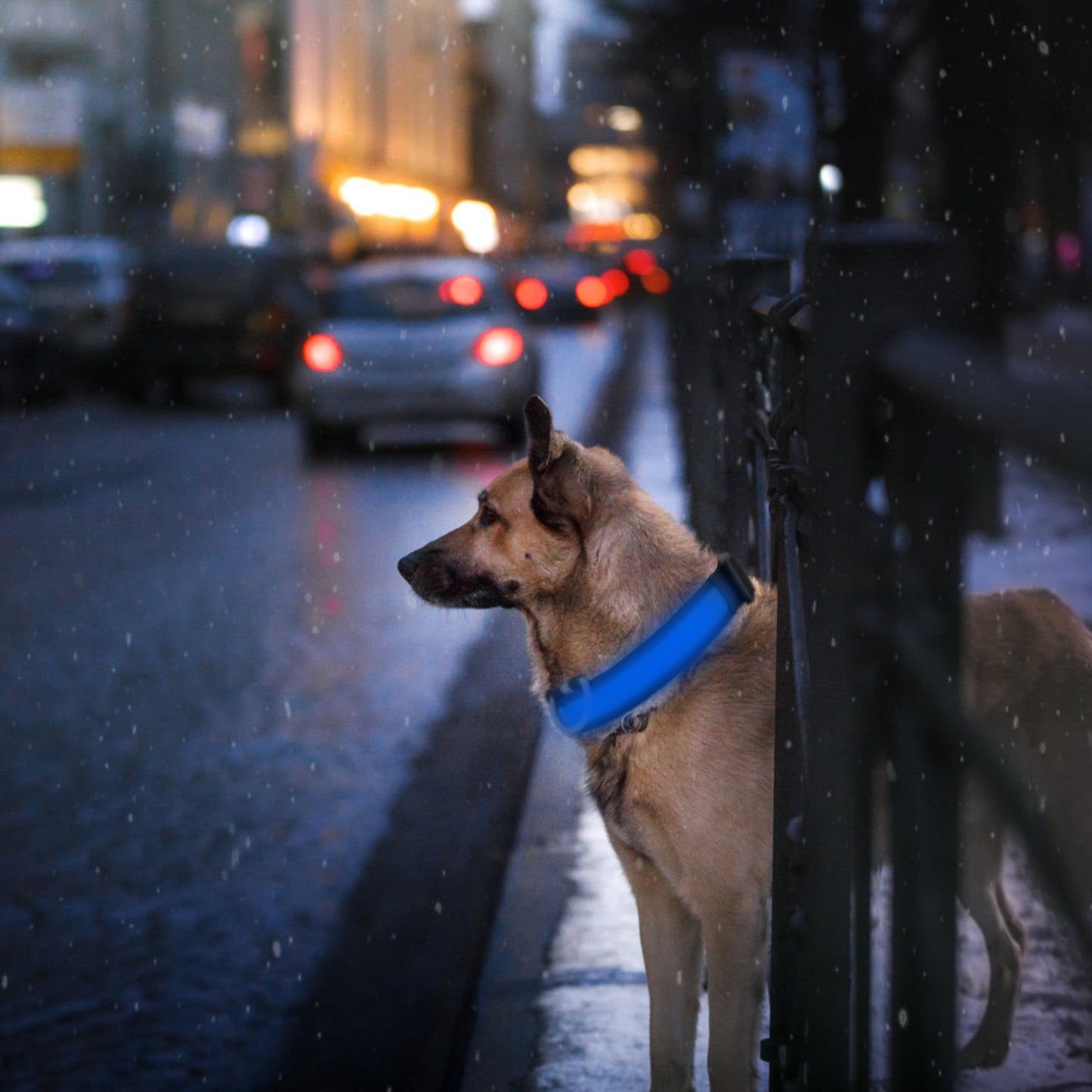 LED Dog Collar USB Rechargeable with Night Safety Lights