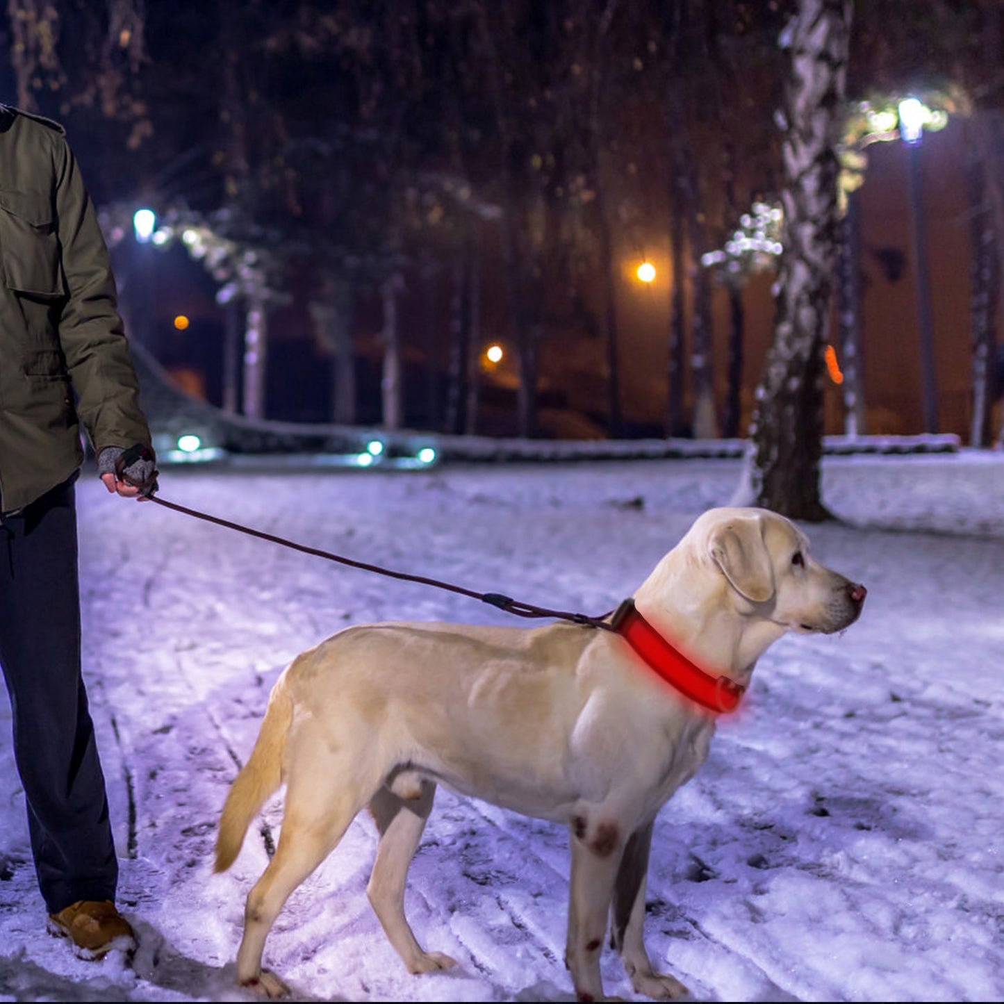 LED Dog Collar USB Rechargeable with Night Safety Lights