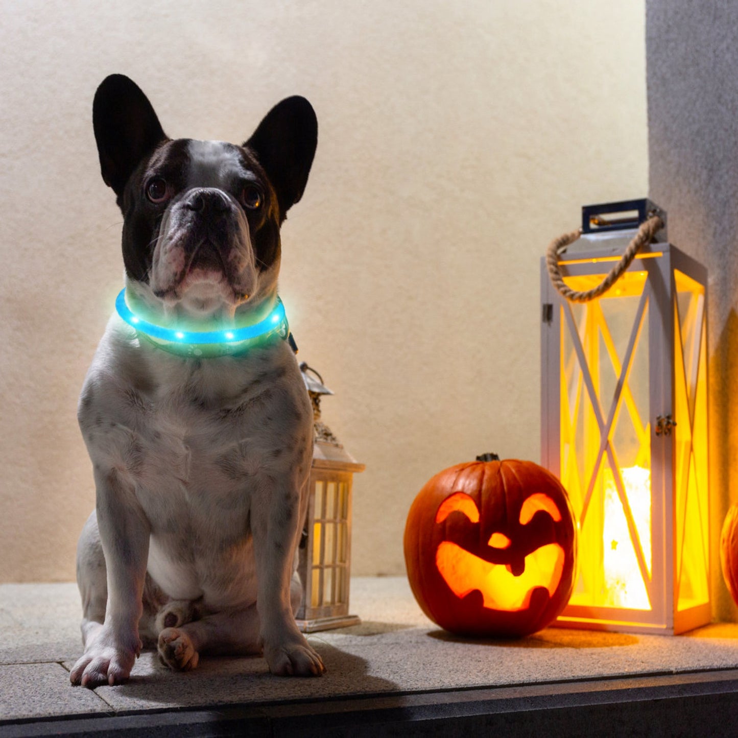 LED Dog Collar USB Rechargeable Multi-Color Safety Light
