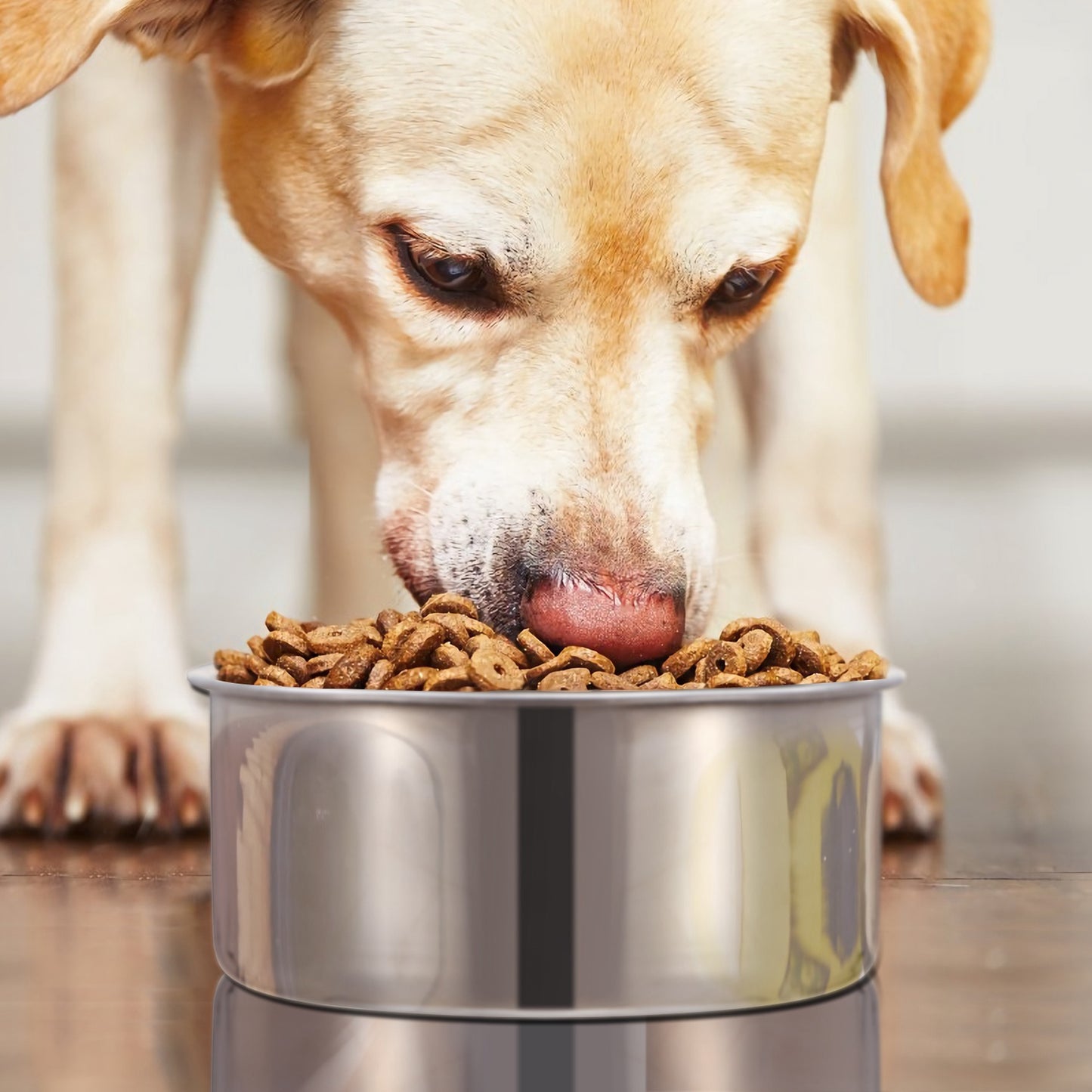 Stainless Steel Hanging Dog Bowl with Clamp Holder