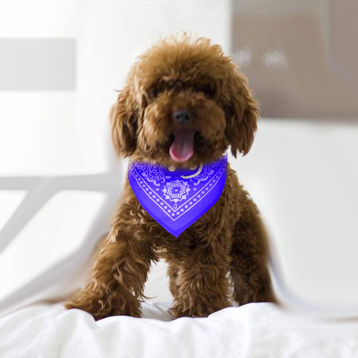 Dog Bandana Collar with Adjustable Leather Strap