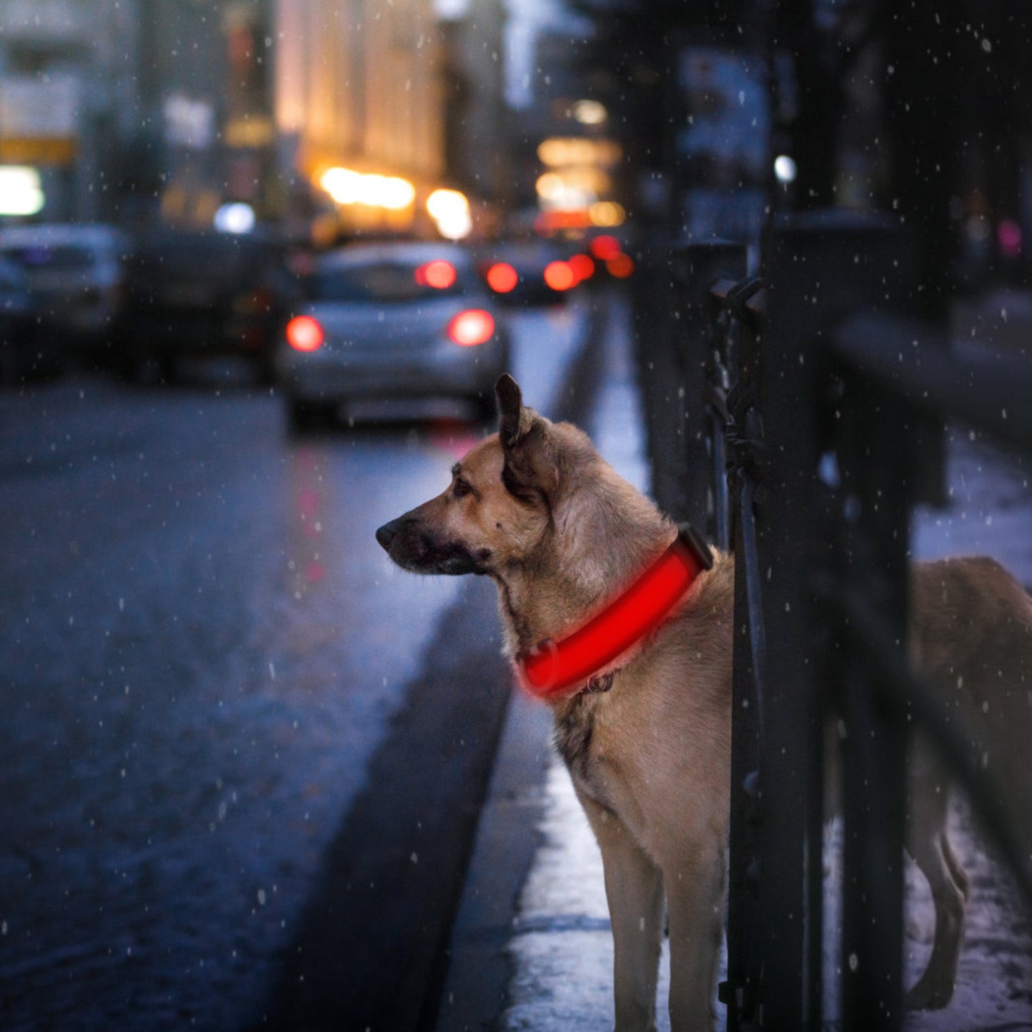 LED Dog Collar USB Rechargeable with Night Safety Lights