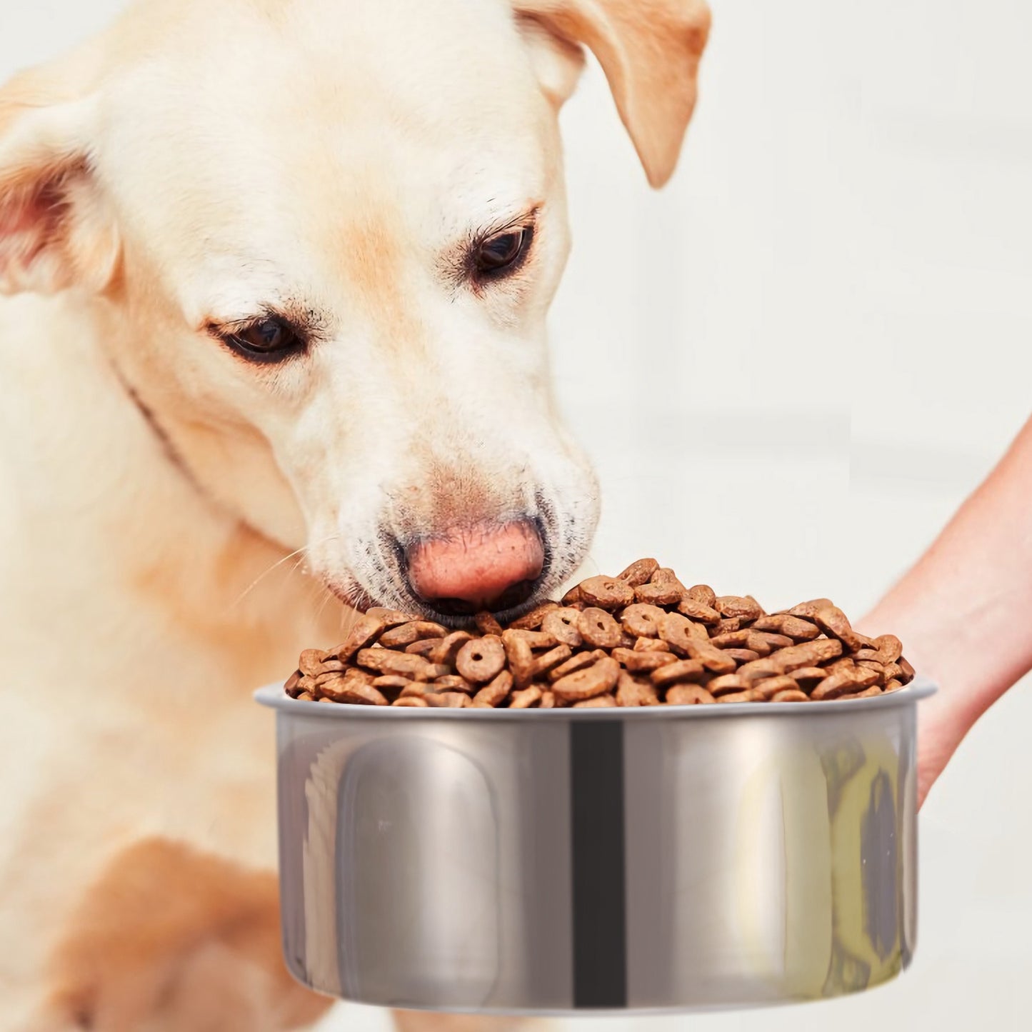 Stainless Steel Hanging Dog Bowl with Clamp Holder
