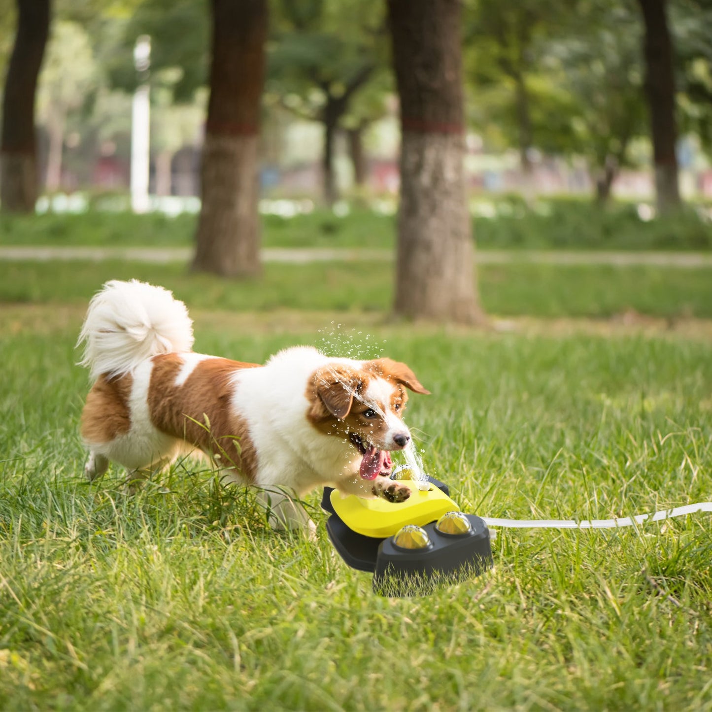 Step-On Dog Water Fountain with Sprinkler & Shower Balls