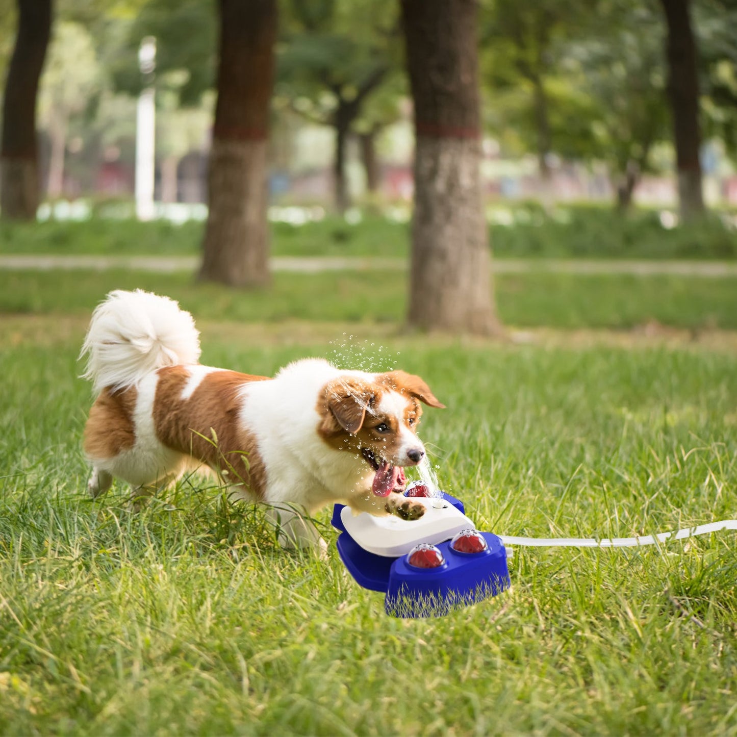 Step-On Dog Water Fountain with Sprinkler & Shower Balls