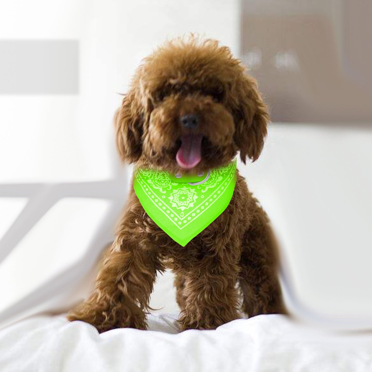 Dog Bandana Collar with Adjustable Leather Strap