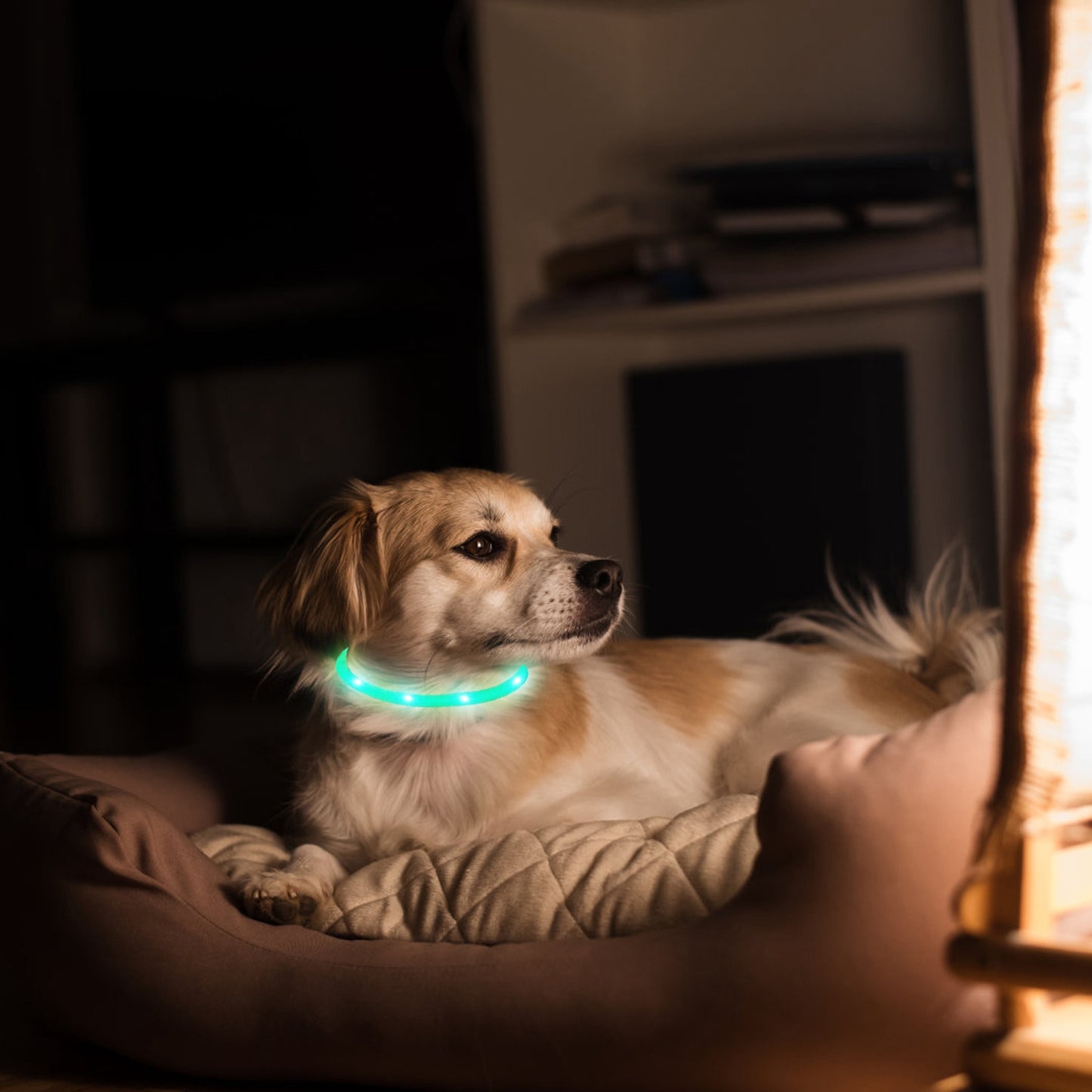 LED Dog Collar USB Rechargeable Multi-Color Safety Light