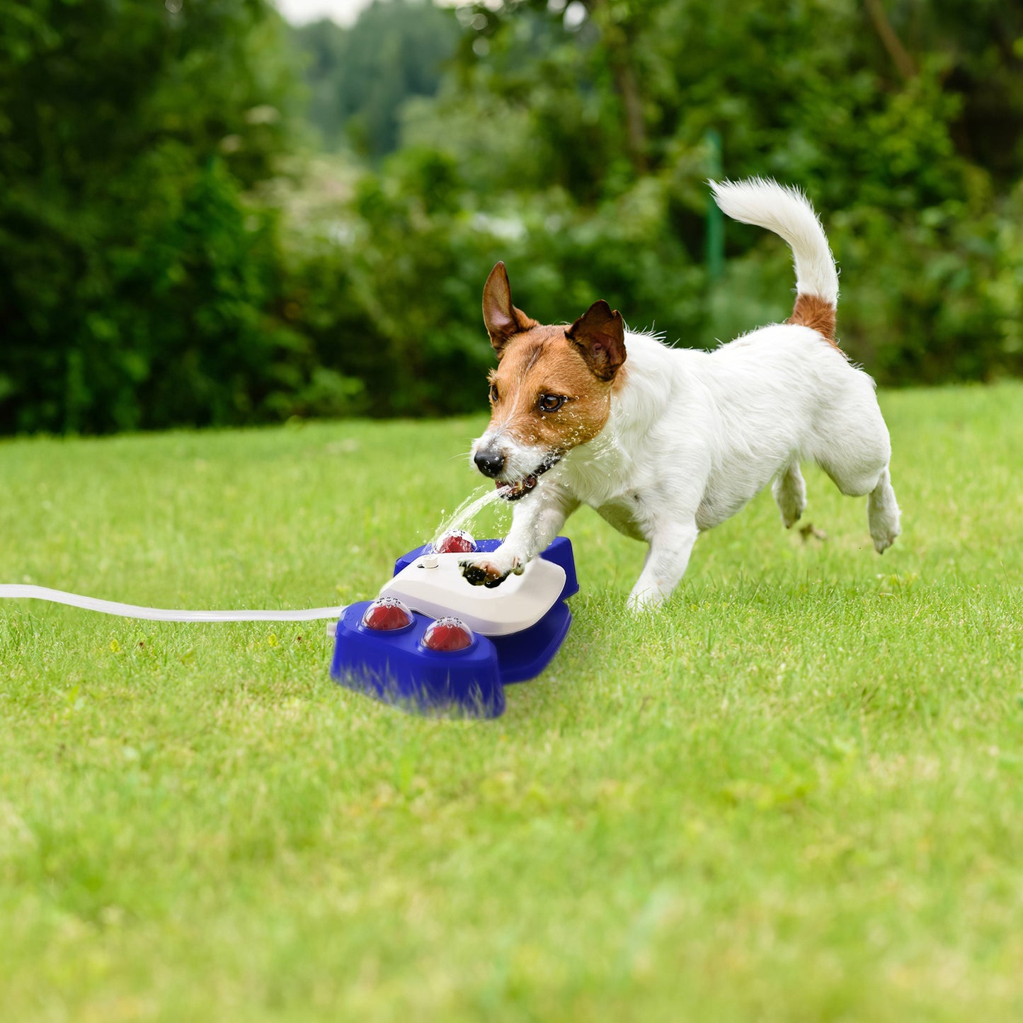 Step-On Dog Water Fountain with Sprinkler & Shower Balls