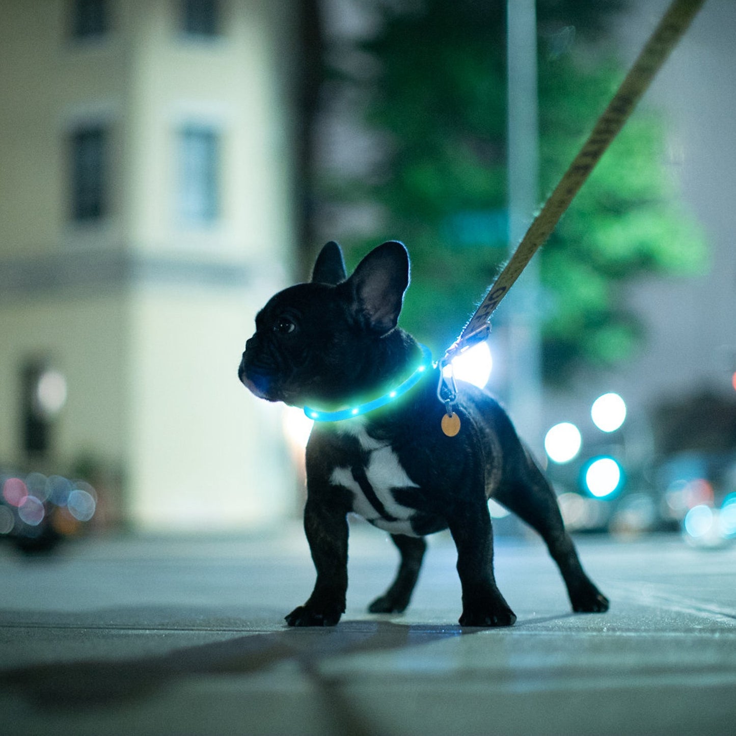 LED Dog Collar USB Rechargeable Multi-Color Safety Light